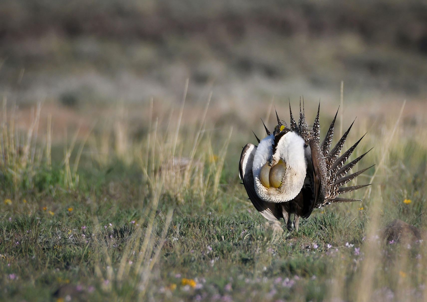 Sagebrush losses